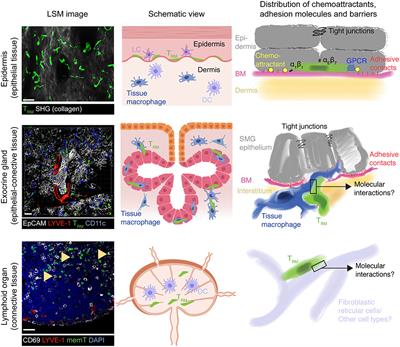 Organ-Specific Surveillance and Long-Term Residency Strategies Adapted by Tissue-Resident Memory CD8+ T Cells